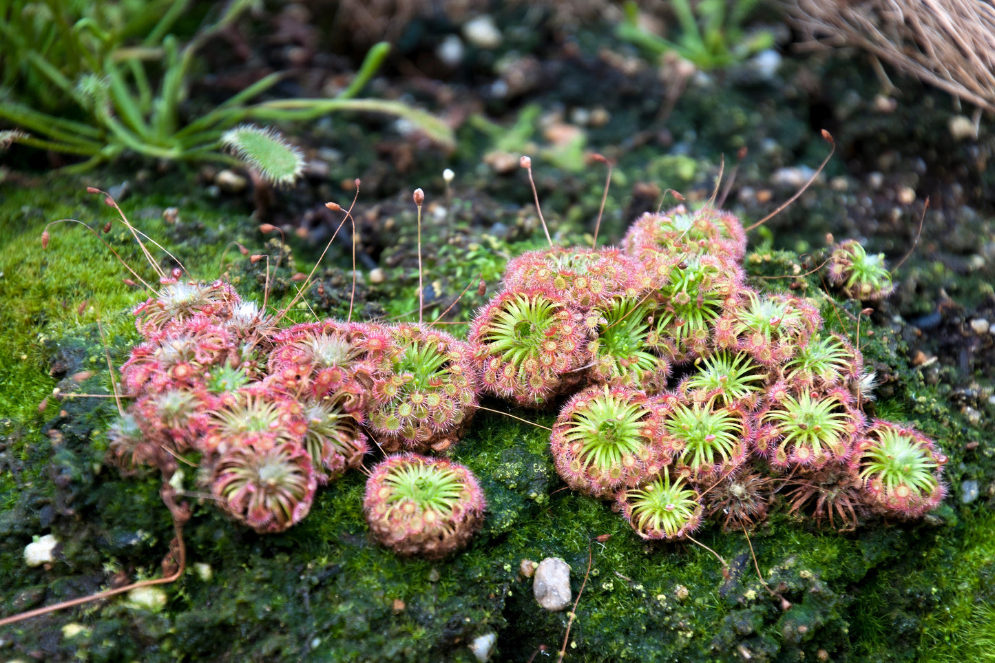 10 Carnivorous Sundew Plant (Drosera) Seeds