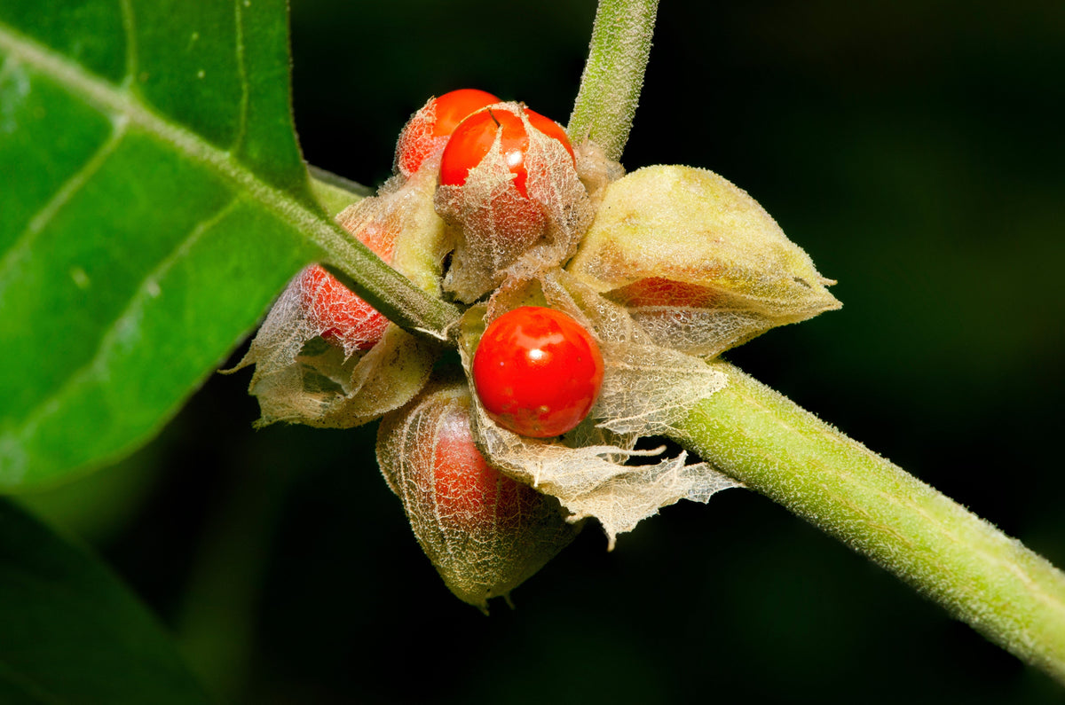 50 INDIAN GINSENG Withania Somnifera Ashwaganda Herb Flower Seeds