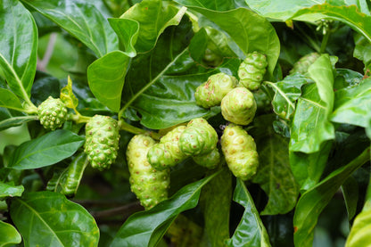 20 NONI Cheese Fruit Great Morinda Citrifolia Indian Beach Mulberry Shrub Tree Seeds