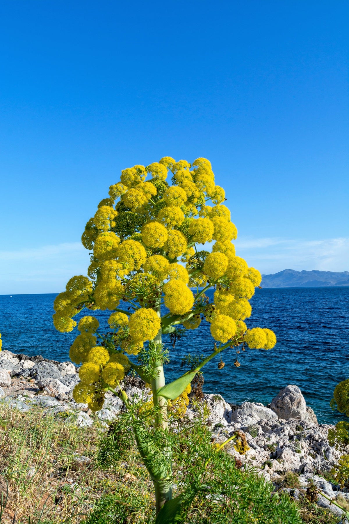 Giant Fennel (Ferula communis) Seeds – 15 ct