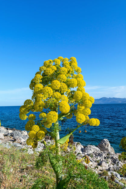 Giant Fennel (Ferula communis) Seeds – 15 ct