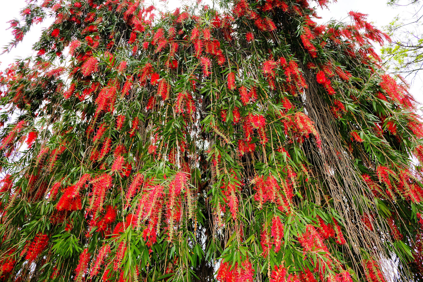 40 Crimson Bottlebrush (Callistemon Citrinus) Seeds