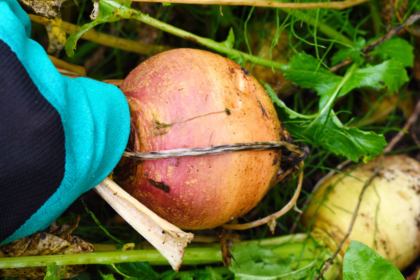 3000 Laurentian Rutabaga (Brassica Napus) Seeds