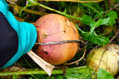 3000 Laurentian Rutabaga (Brassica Napus) Seeds