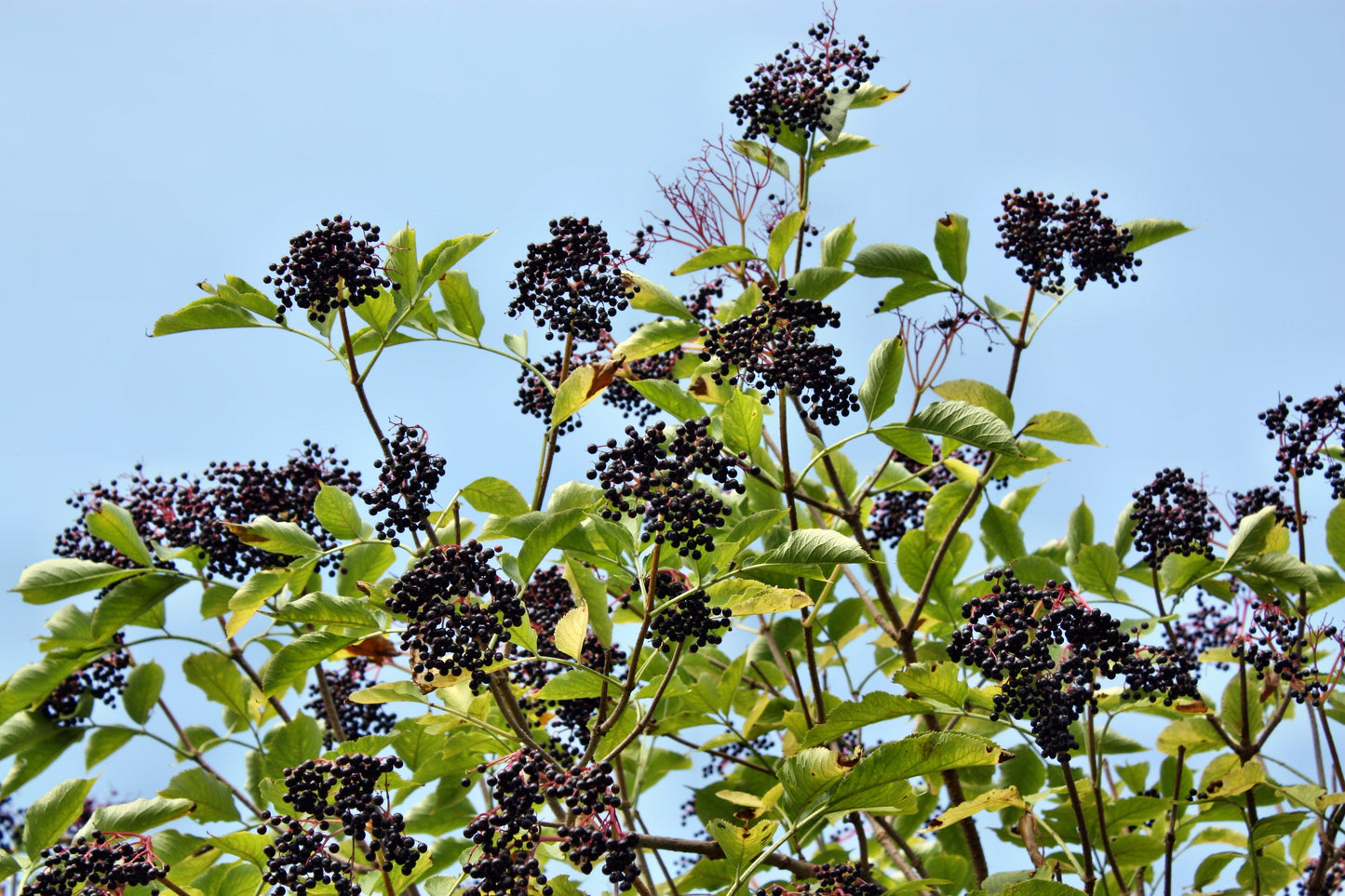 500 American ELDERBERRY (Sambucus Nigra Canadensis) Seeds