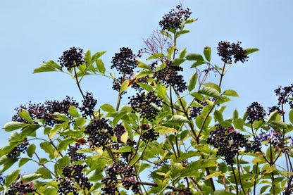 500 American ELDERBERRY (Sambucus Nigra Canadensis) Seeds