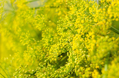 2500 Bouquet Dill (Anethum Graveolens) Seeds
