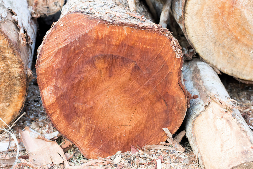 5 True Mahogany Tree (Honduran; Swietenia Macrophylla) Seeds