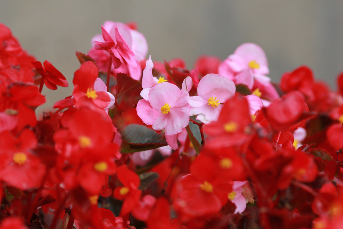 Mixed Wax Begonia (Begonia semperflorens) Seeds – 25 ct