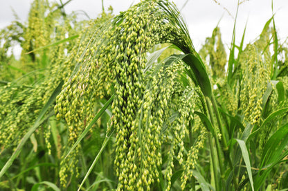 200 Proso Millet (Panicum Miliaceum) Seeds