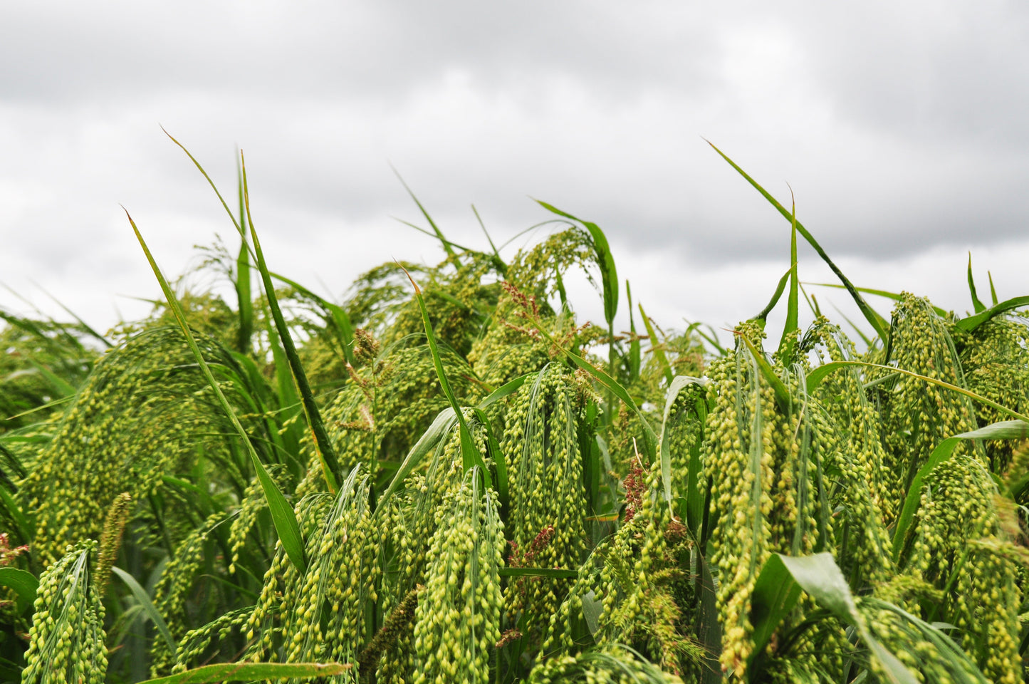 200 Proso Millet (Panicum Miliaceum) Seeds