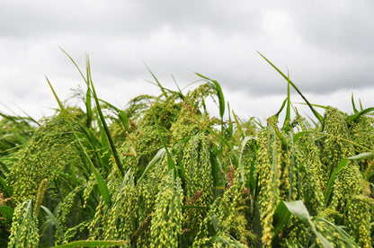 200 Proso Millet (Panicum Miliaceum) Seeds