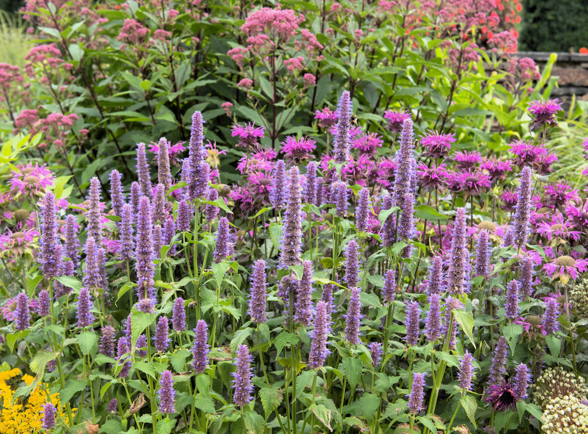 Anise Hyssop (Agastache foeniculum) Seeds – 500 ct