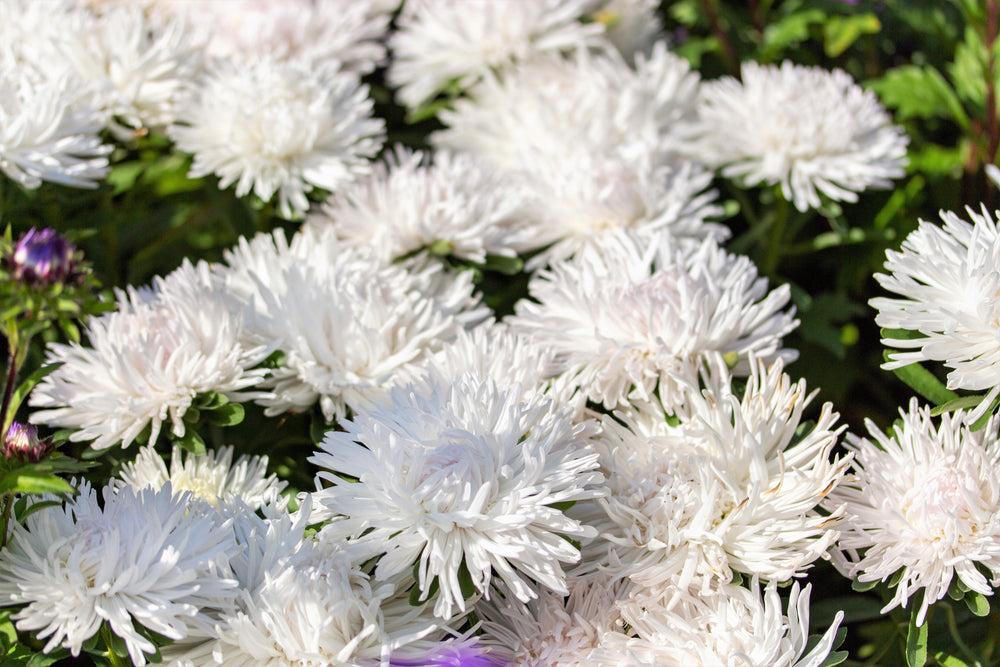 30 White Needle Aster (Callistephus Chinensis) Seeds