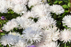 30 White Needle Aster (Callistephus Chinensis) Seeds