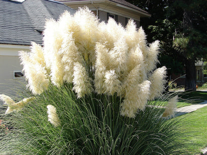 200 WHITE PAMPAS GRASS Cortaderia Selloana Ornamental Flower Seeds