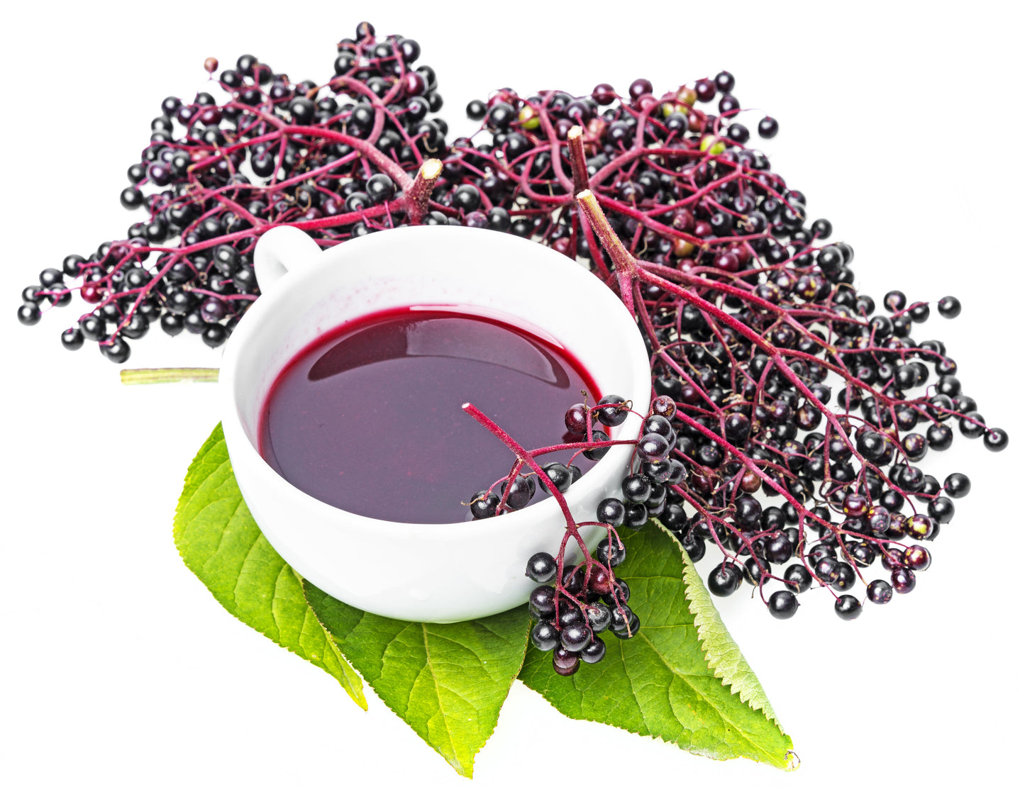 500 American ELDERBERRY (Sambucus Nigra Canadensis) Seeds