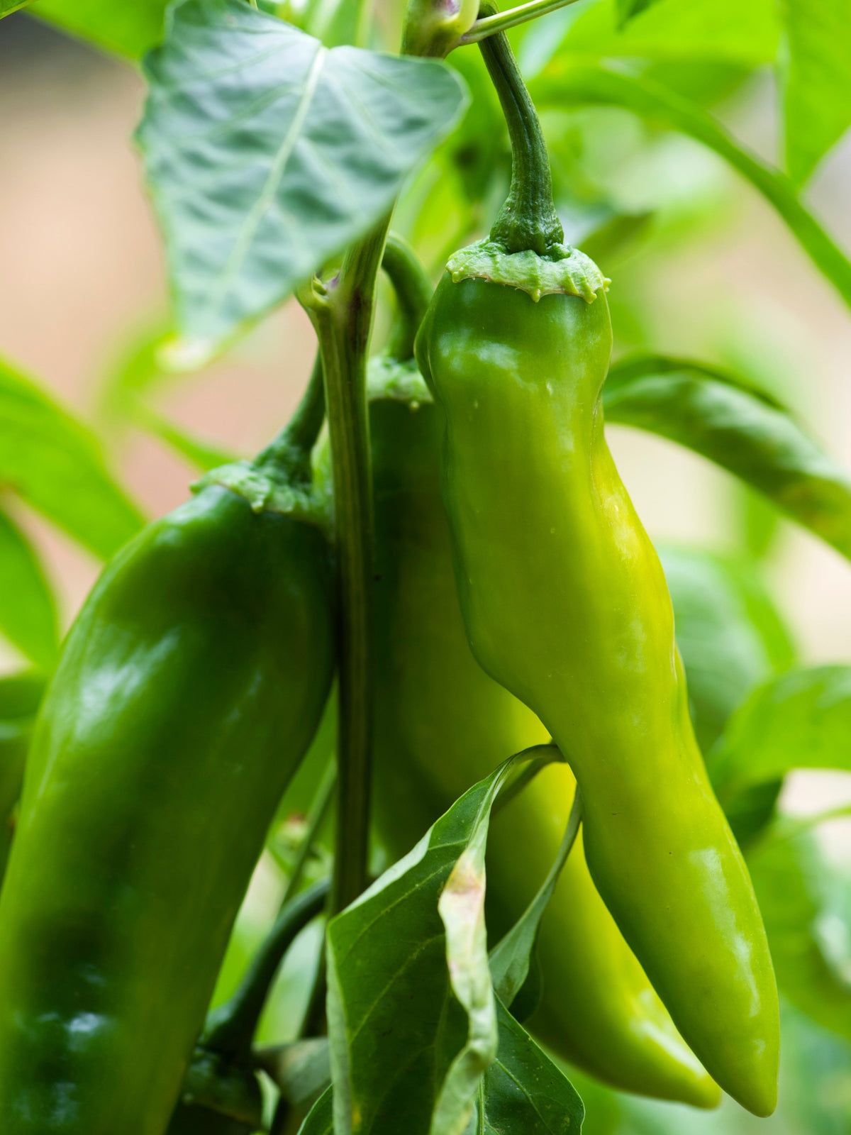 Anaheim Chili Pepper (Capsicum annuum) Seeds – 300 ct