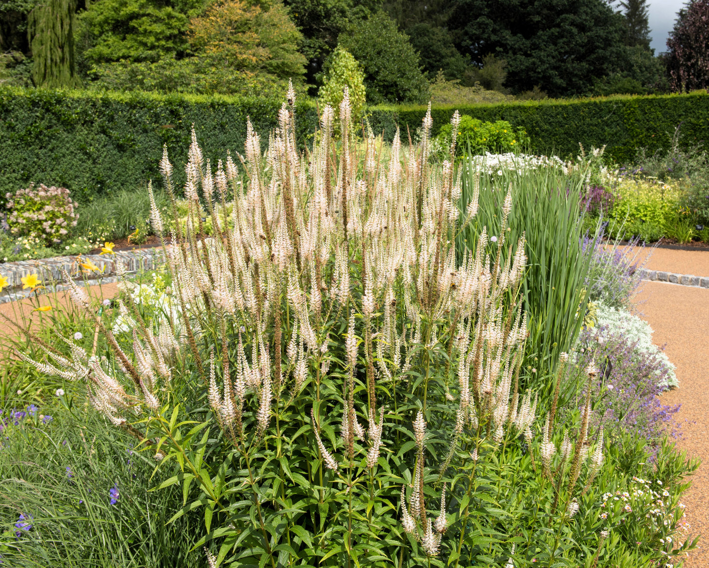 1000 Culver's Root / Black Root (Veronicastrum Virginicum) Seeds