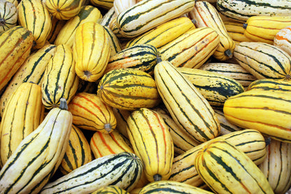 50 Delicate Squash (Cucurbita Pepo) Seeds