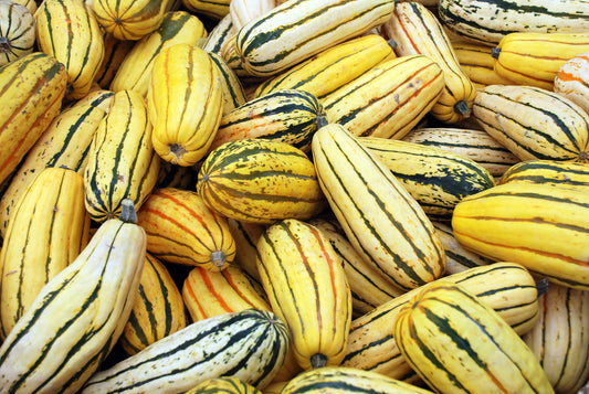 50 Delicate Squash (Cucurbita Pepo) Seeds