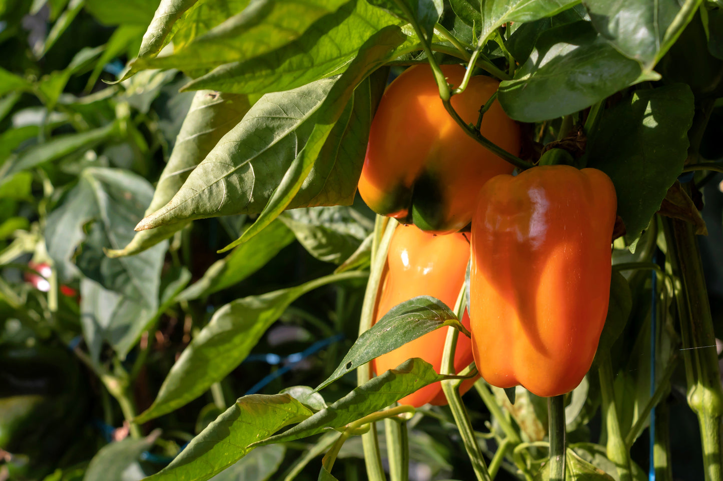 100 Orange King Bell Pepper (Capsicum Annuum) Seeds
