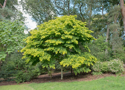 10 Yellow Ash Tree (Cladrastis Lutea Kentukea) Seeds