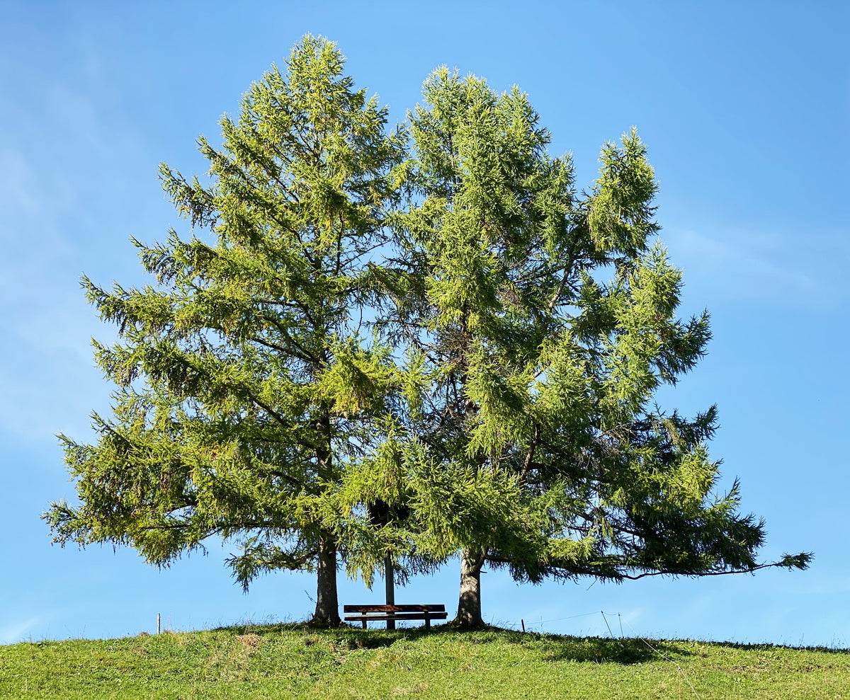 25 European Larch Tree (Larix Decidua) Seeds