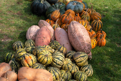 25 Jumbo PINK BANANA SQUASH Perilla Frutescens Heirloom Winter Vegetable Seeds
