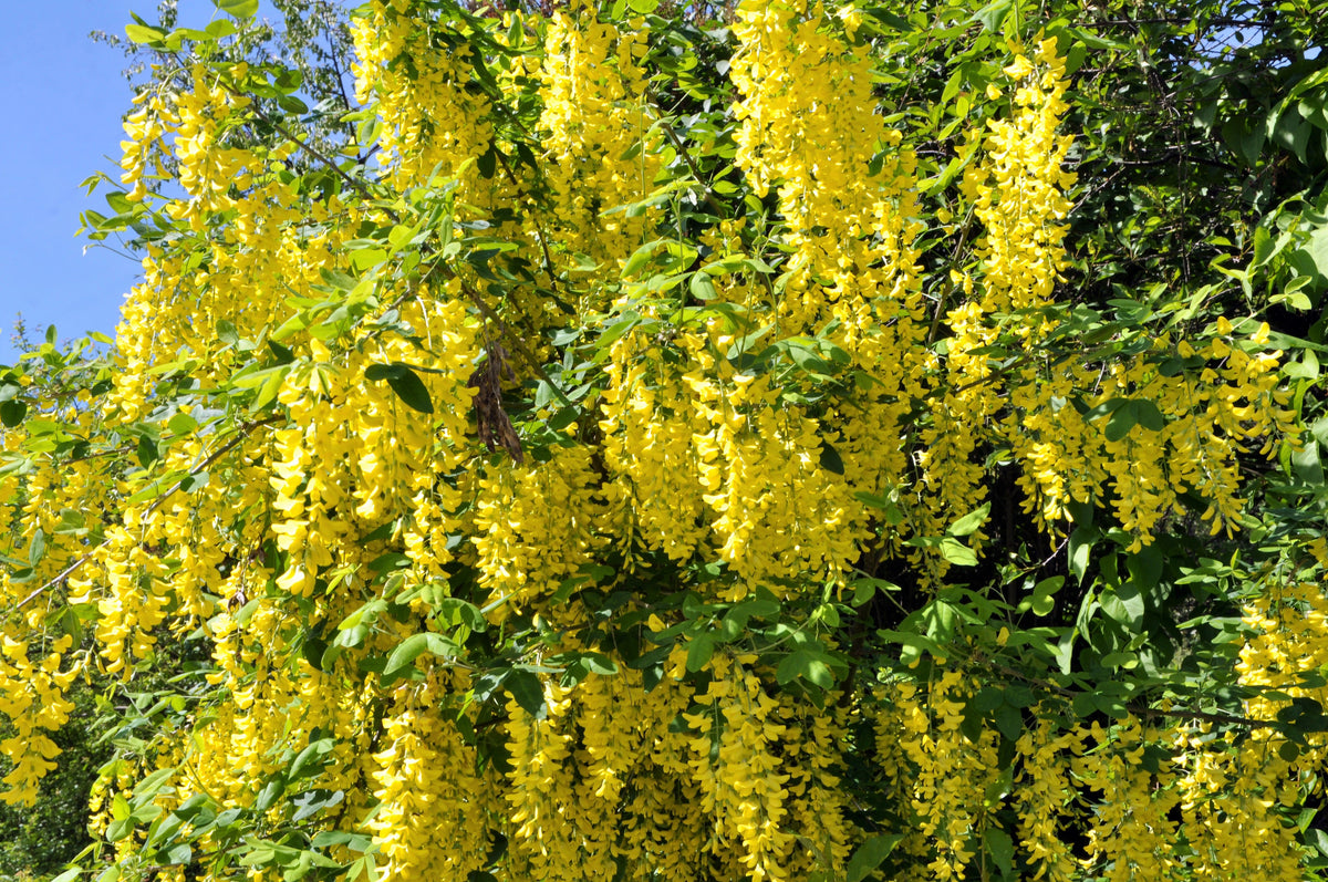 Siberian Peashrub (Caragana arborescens) Seeds – 25 ct