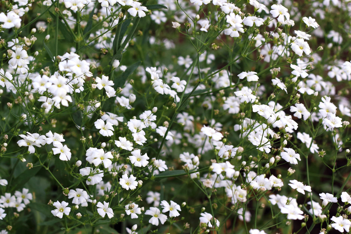 Covent Garden White Baby's Breath (Gypsophila elegans) Seeds – 1,000 ct