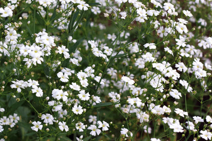Covent Garden White Baby's Breath (Gypsophila elegans) Seeds – 1,000 ct