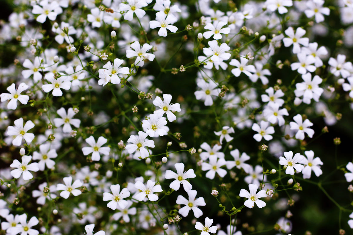 Covent Garden White Baby's Breath (Gypsophila elegans) Seeds – 1,000 ct