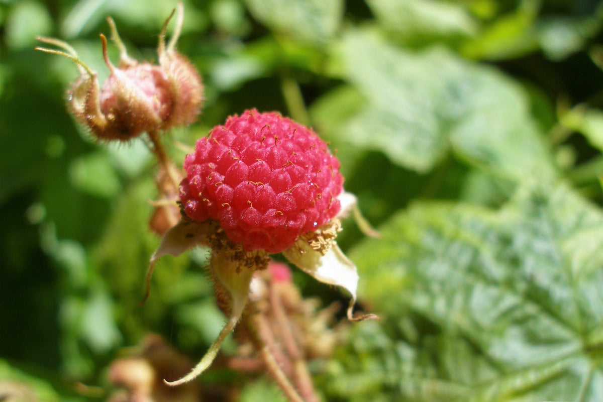 Purple Flowering Raspberry (Rubus odoratus) Seeds – 20 ct