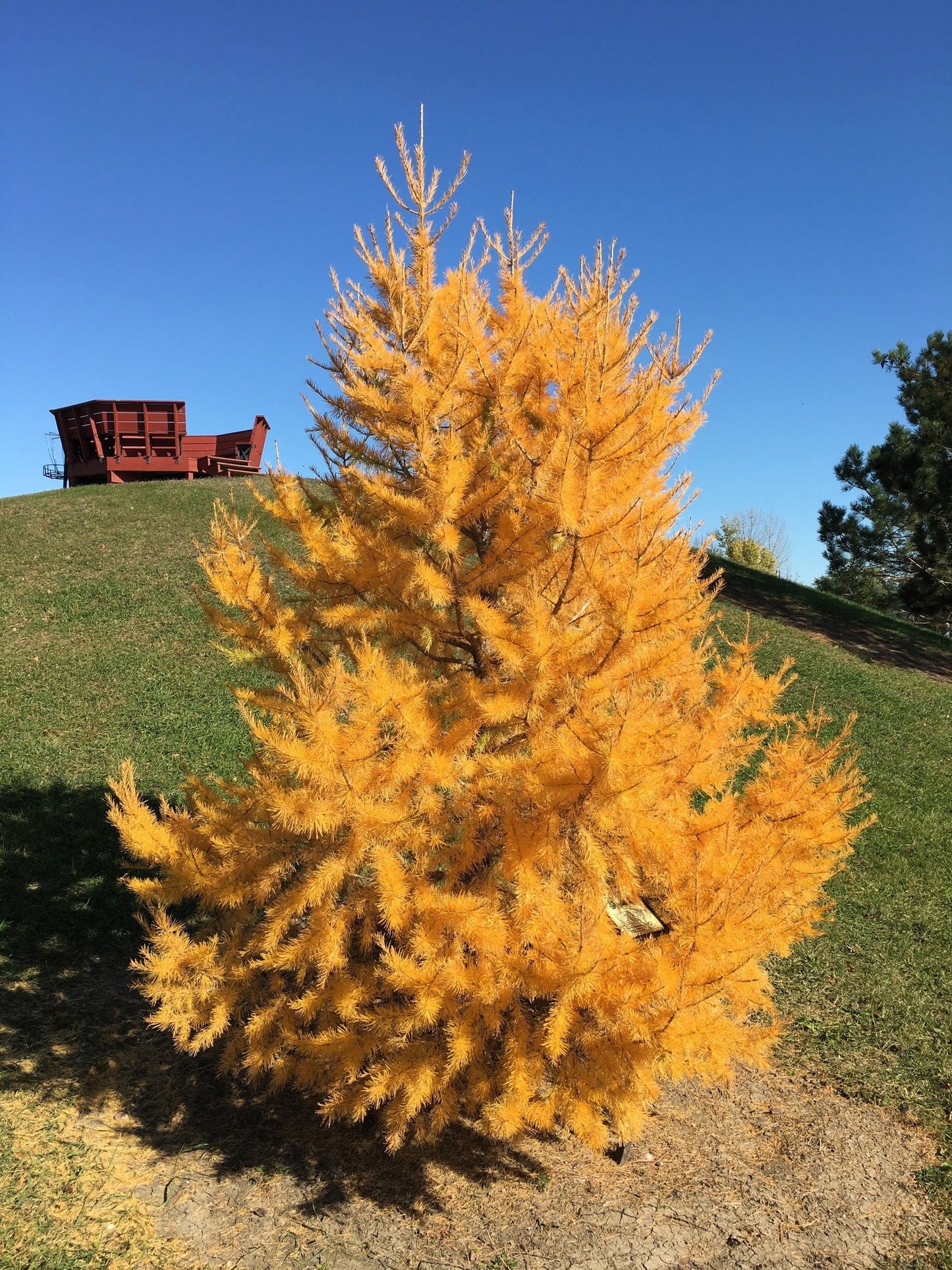 25 Japanese Larch Tree (Larix Kaempferi) Seeds
