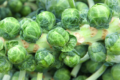 1000 Long Island Improved Brussels Sprouts (Brassica Oleracea Gemmifera) Seeds