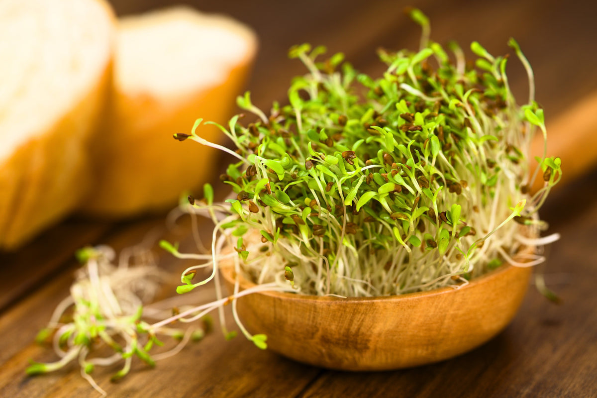 2000 Alfalfa (Medicago Sativa) Seeds