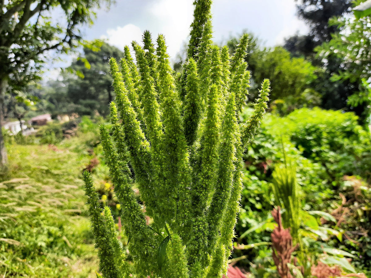 200 GREEN THUMB AMARANTHUS Hypochondriacus Prince’s Feather Amaranth Flower Seeds