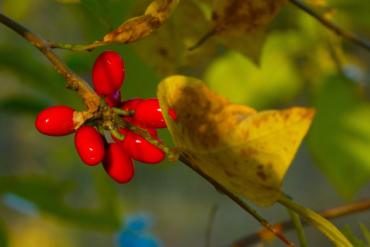 10 Spicebush (Lindera Benzoin) Seeds