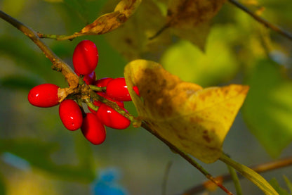 10 Spicebush (Lindera Benzoin) Seeds