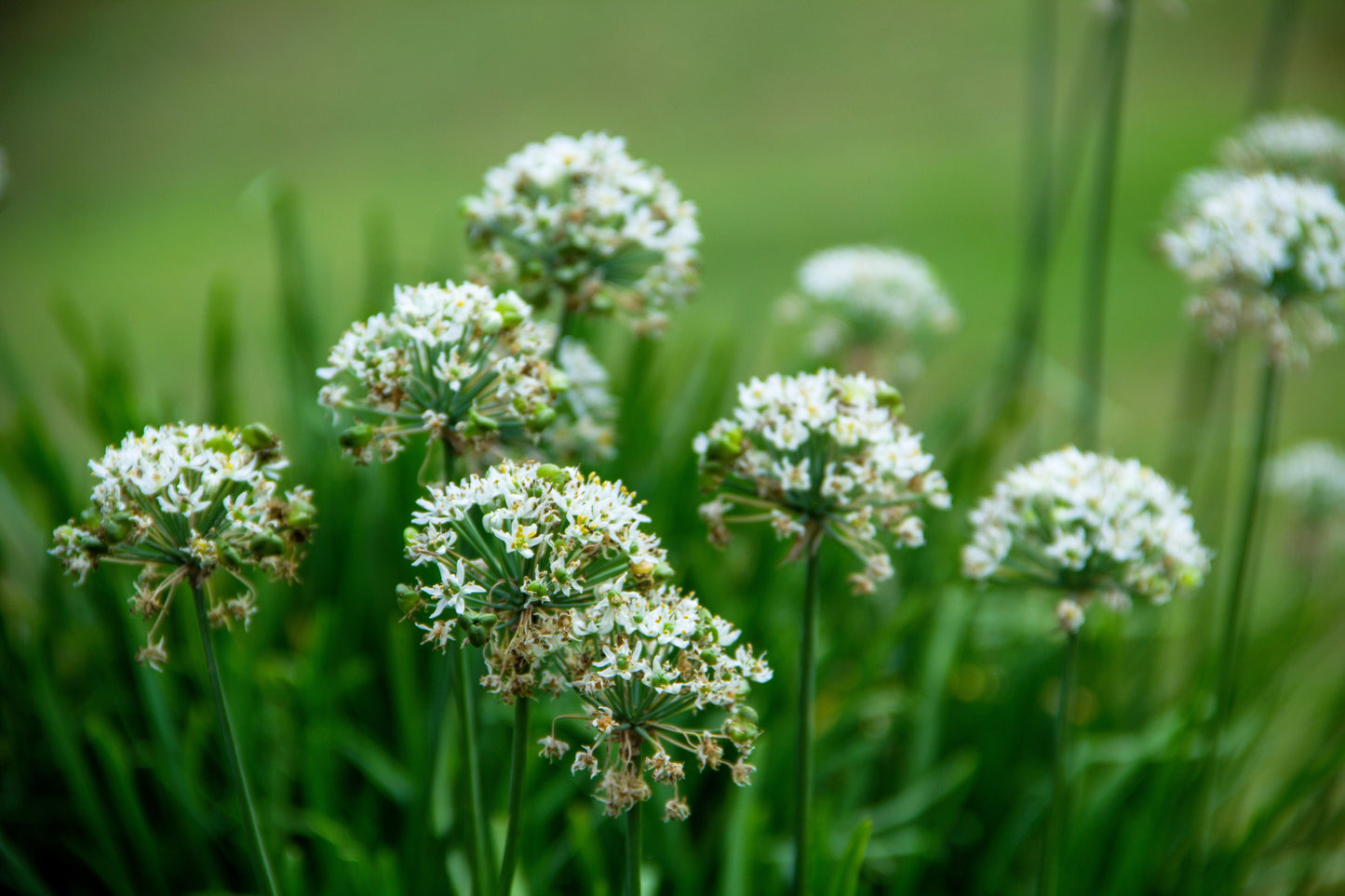 250 Garlic Chive (Allium Tuberosum) Seeds