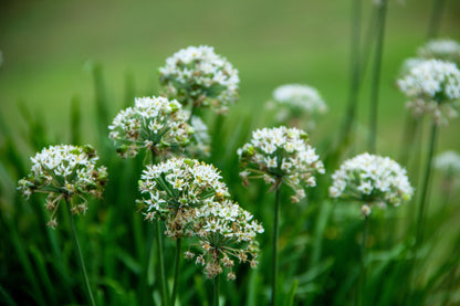 250 Garlic Chive (Allium Tuberosum) Seeds
