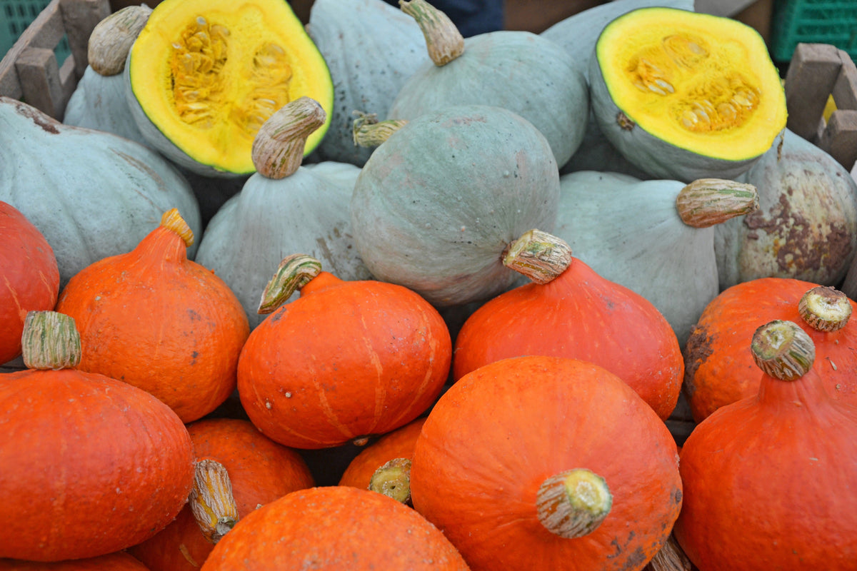 30 Golden Hubbard Squash (Cucurbita Maxima) Seeds