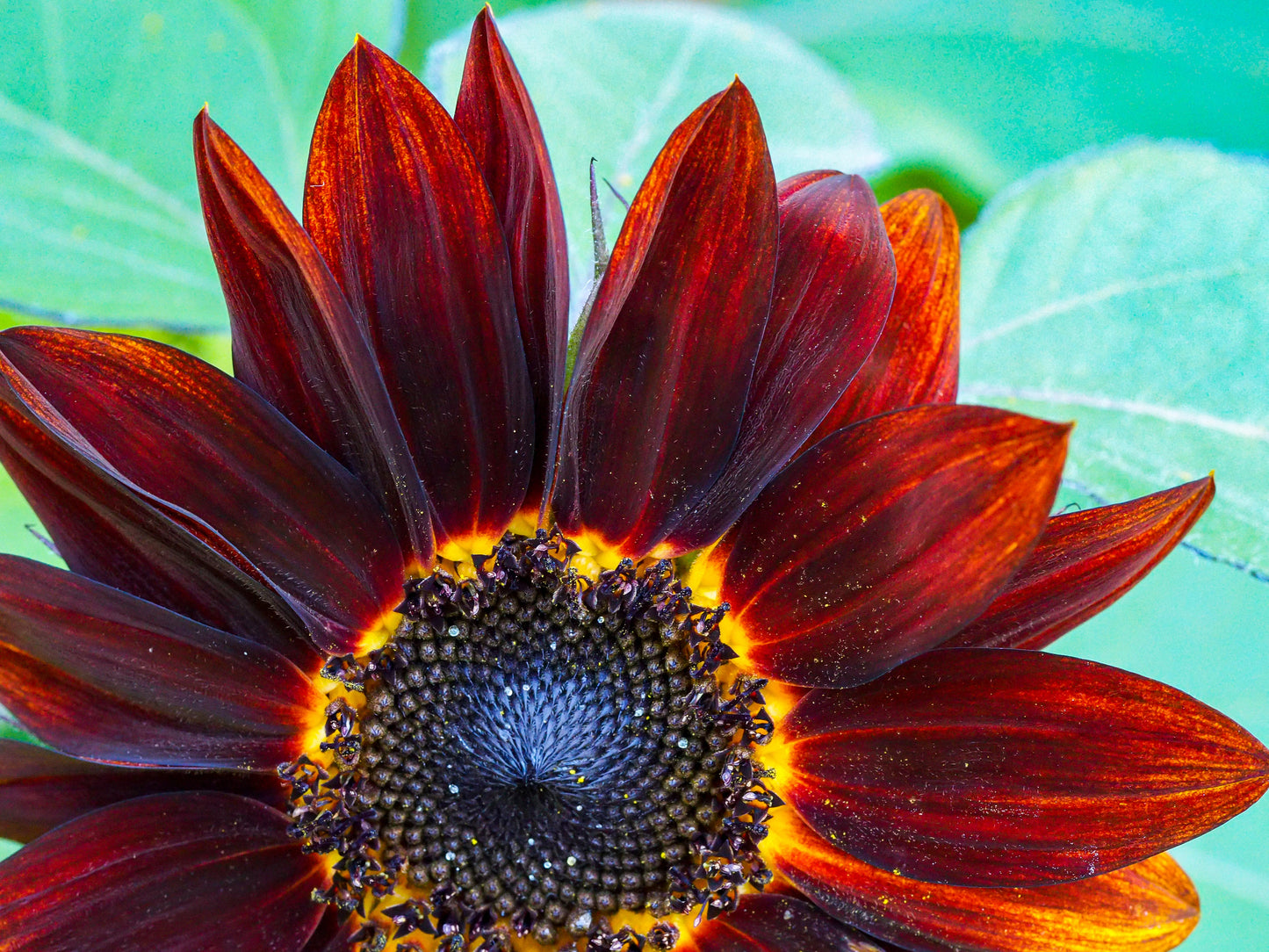 25 Velvet Queen Sunflower (Helianthus Annuus) Seeds