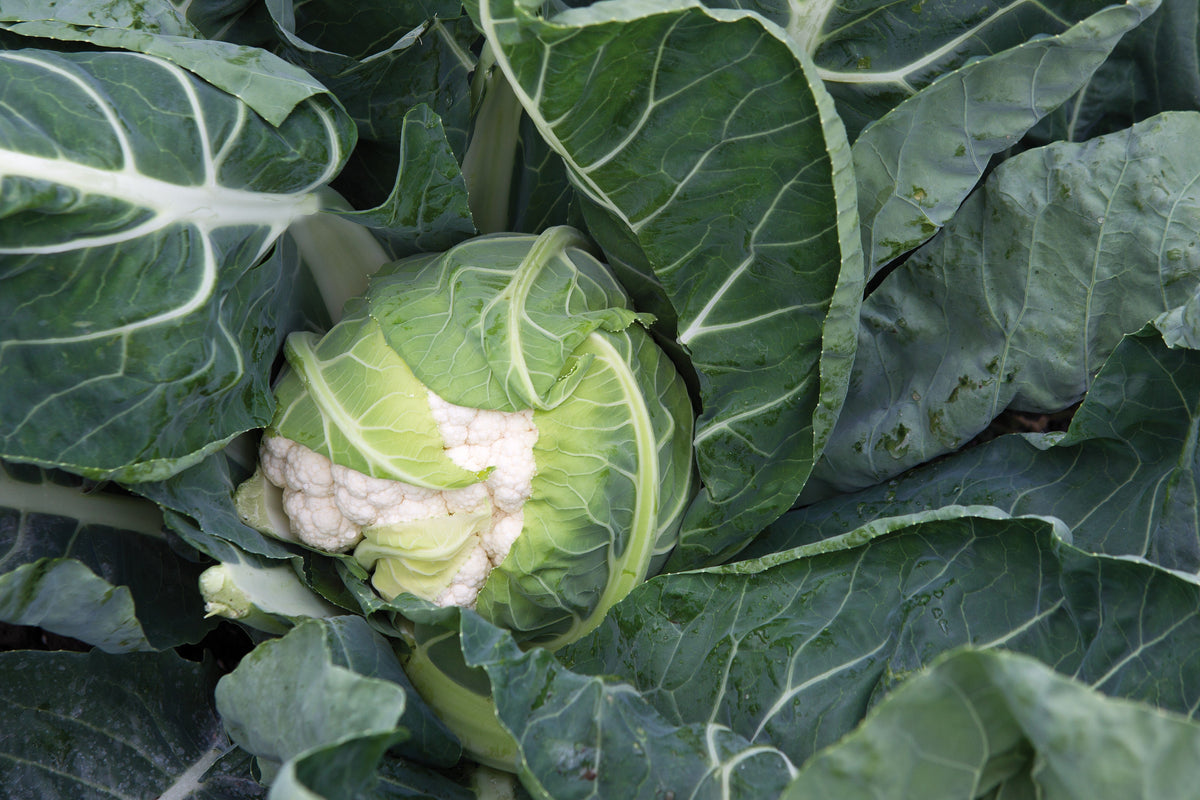 250 SNOWBALL SELFBLANCHING CAULIFLOWER White Brassica Oleracea Vegetable Seeds