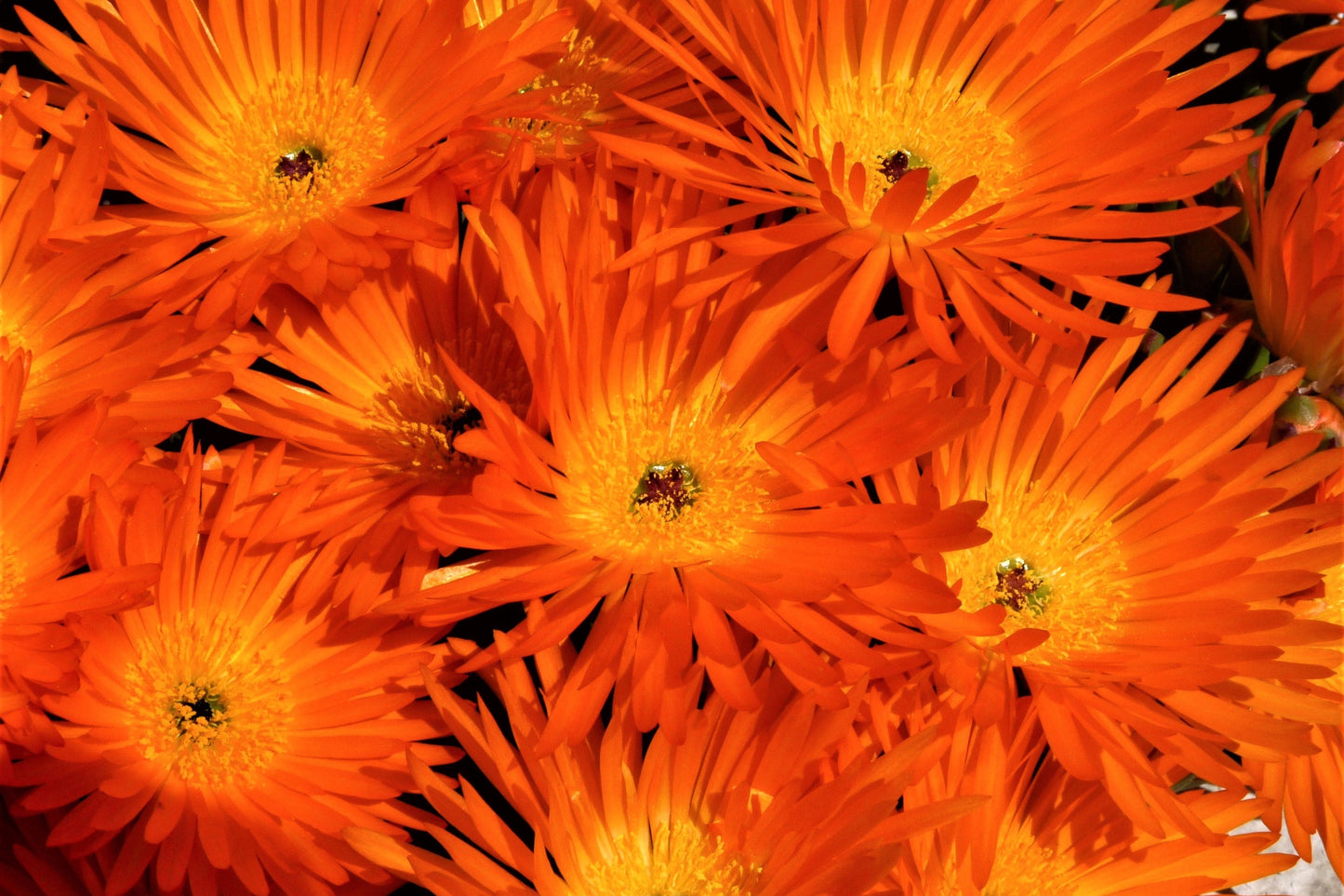 100 Gelato Orange Ice Plant (Dorotheanthus Bellidiformis) Seeds
