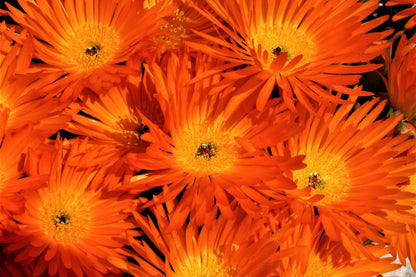 100 Gelato Orange Ice Plant (Dorotheanthus Bellidiformis) Seeds