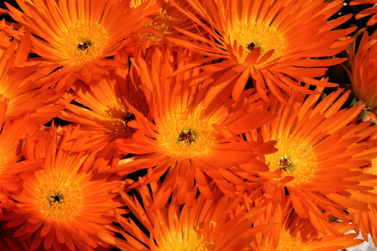100 Gelato Orange Ice Plant (Dorotheanthus Bellidiformis) Seeds
