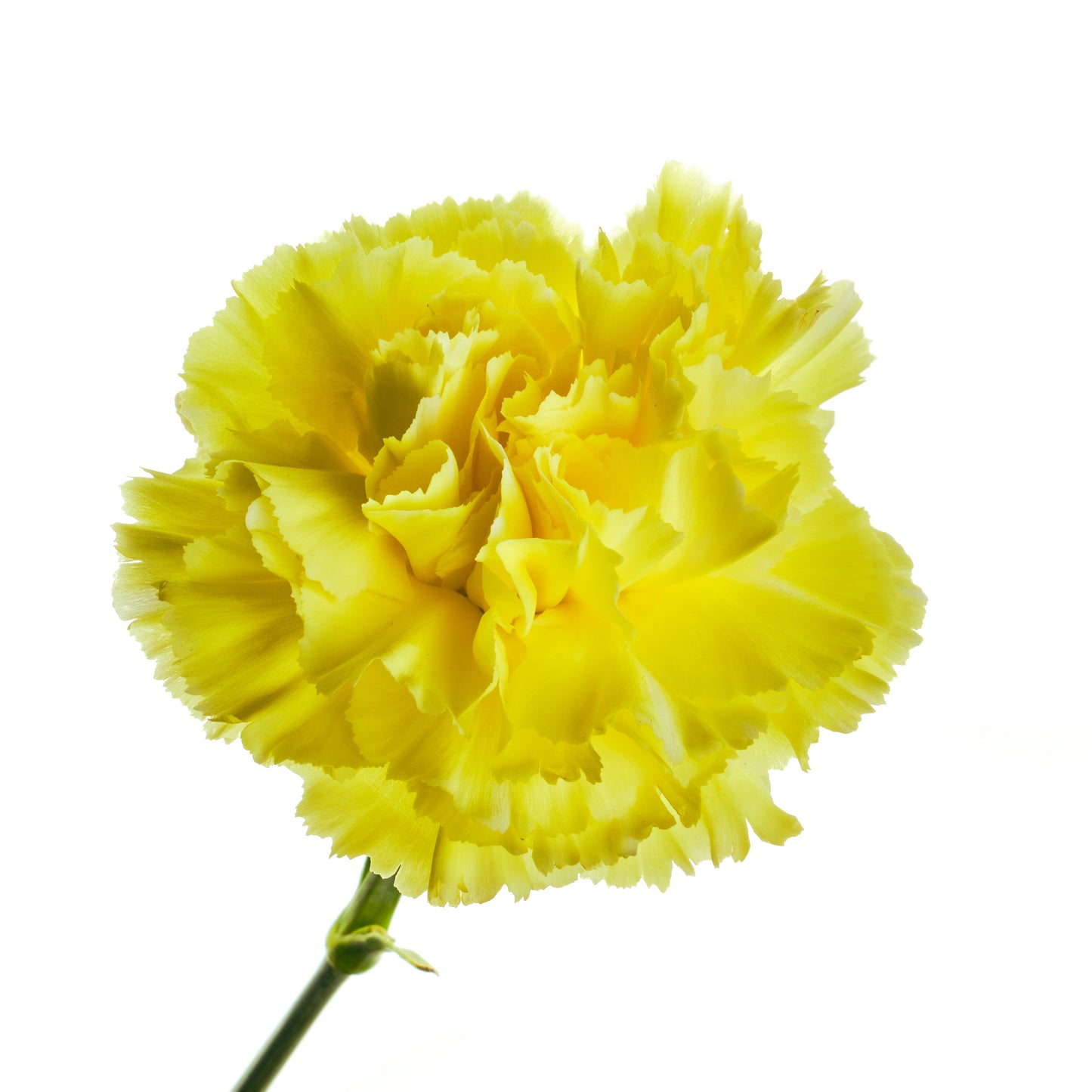 50 Yellow Carnation (Dianthus Caryophyllus ) Seeds