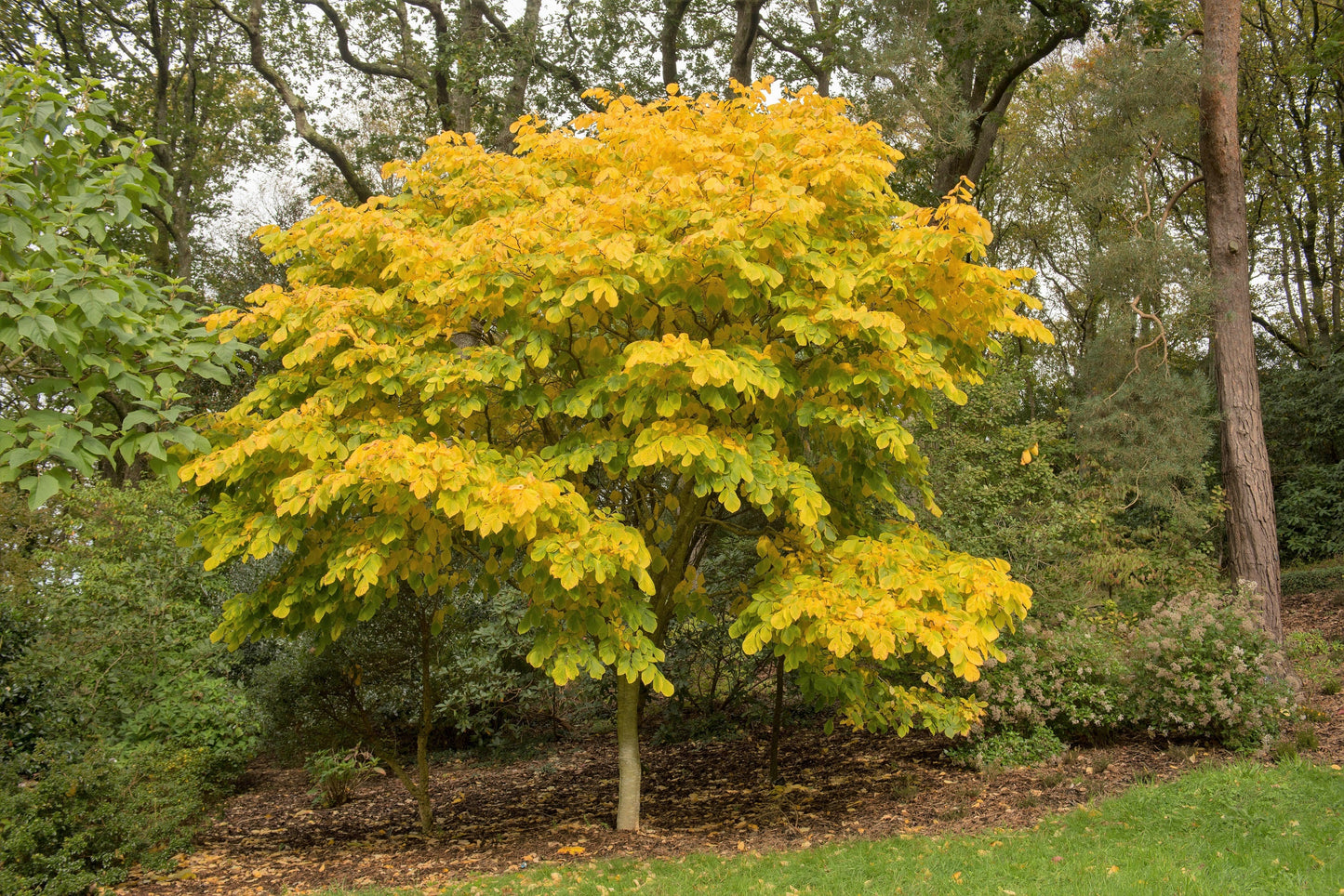 10 Yellow Ash Tree (Cladrastis Lutea Kentukea) Seeds